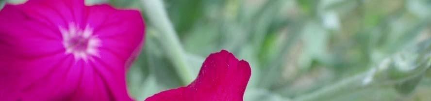 Lychnis -