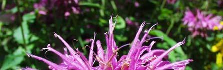 Monarda