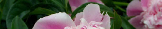 Paeonia -