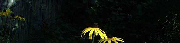 Rudbeckia -