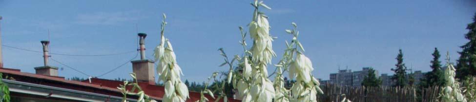 Yucca