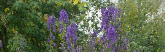 Aconitum