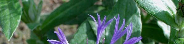 Centaurea