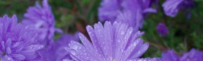 Aster -