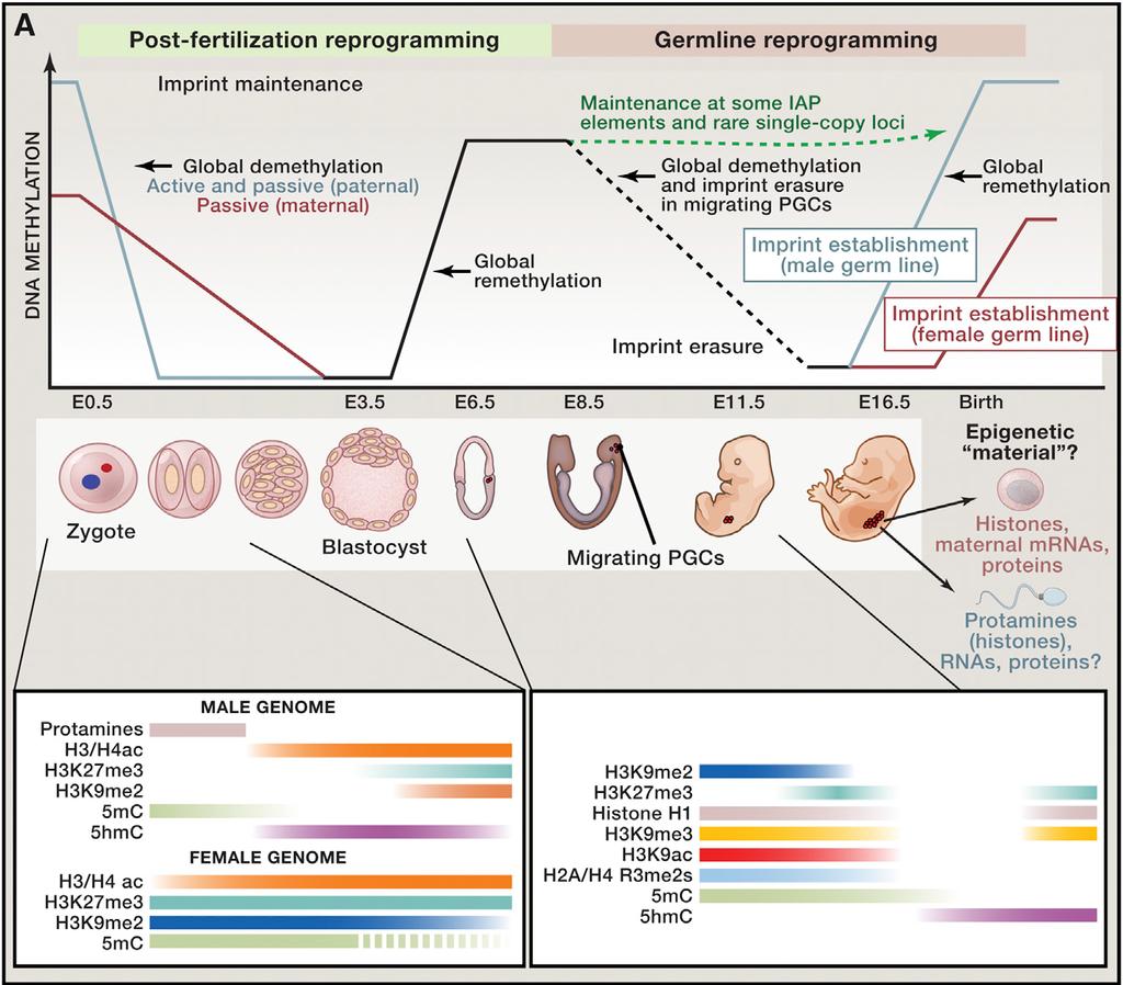 Epigenetické reprogramování DNA Není