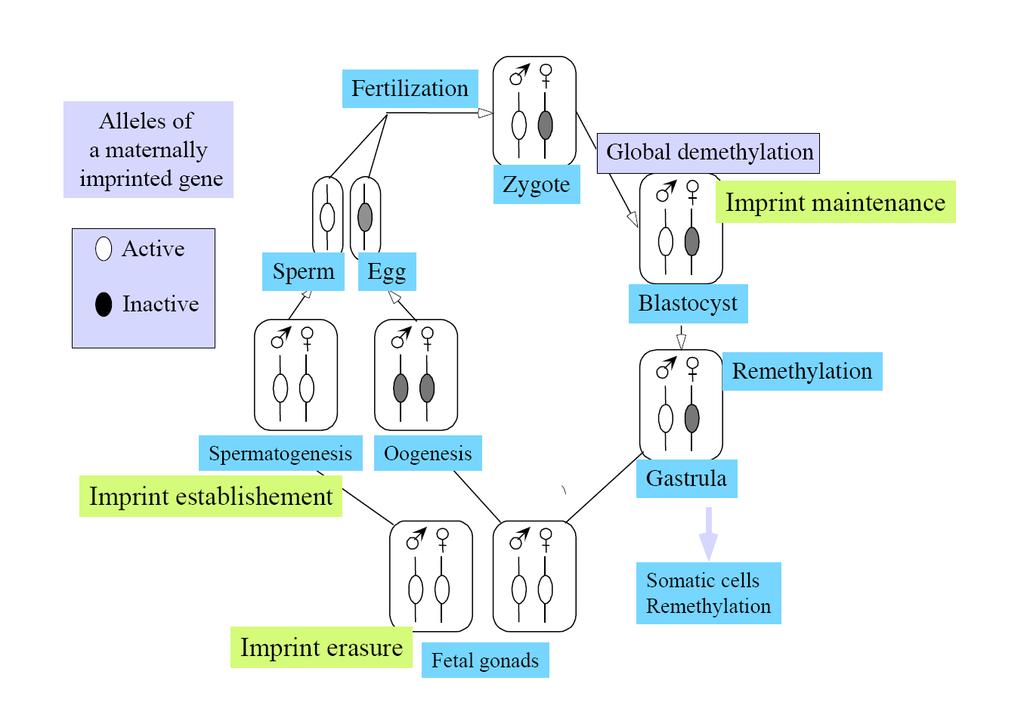 Genomový imprinting Exprese genu pouze z jedné alely v závislosti na rodičovském původu