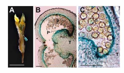 Tapetum Interakce gametofytu se sporofytem Vrstva buněk obklopující prašné pouzdro Dočasná přítomnost zejména během vývoje mikrospor Programovaná buněčná smrt Pro vývoj pylu zásadní popsáno mnoho