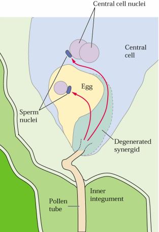 Oplození Vniknutí láčky do zárodečného vaku - synergida - rozpad vegetativního jádra pyl.