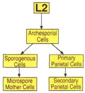 Meiosa Mikrosporogeneze Oddělená karyokineze a cytokineze