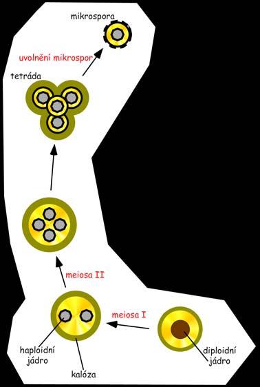 Uvolnění mikrospor Mikrosporogeneze Degradace kalosové buněčné stěny oddělující mikrospory v tetrádě β-1,3-glukanasa (kalasa) syntetisovaná buňkami tapeta Kritický moment správné načasování a