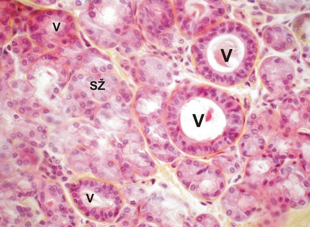 glandulae labiales inferiores (SŽ)