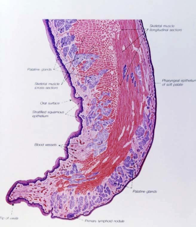 Orální str.: měkké patro nazální str.: -vrst.dlaţd.ep -zvlněná lamina basalis -gll.