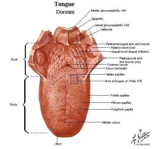 Jazyk lingua: - dorsum linguae - facies inferior (mylohyoidea) Radix Papillae