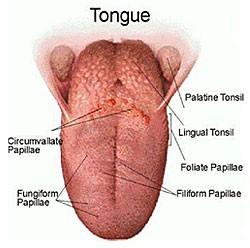 radix linguae tonsilla lingualis bez papil!