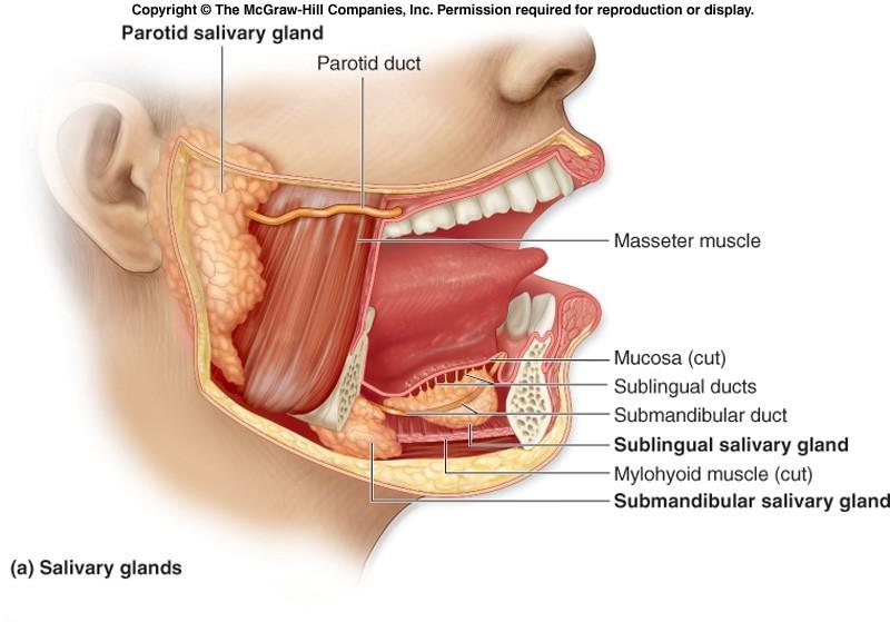 Slinné žlázy parotid gland Malé gll. labiales smíšené gll. buccales smíšené gll. palatinae mucinózní ţlázy jazyka: gl. lingualis anterior smíšené gll. gustatoriae (Ebneri) serózní gll.