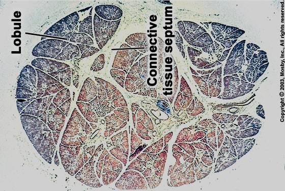 Obecná stavba velkých slinných ţláz Vazivo capsula fibrosa septa (+ cévy, nervy, interlobulární a hlavní