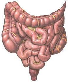 Caudatus Kmen (pons) Medulla oblongata F-T lalok Periferní působení Perif.