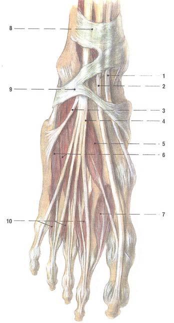 Příloha 4a. SVALY A ŠLACHY NA HŘBETU NOHY, pravá strana (Čihák, R., 2001) LEGENDA: 1 šlacha m. tibialis anterior 2 šlacha m. extensor hallucis longus 3 šlacha tzv. m. fibularis tertius 4 šlachy m.