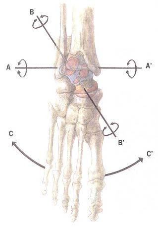 Příloha 6a. OSA POHYBU HLEZENNÍHO KLOUBU (Dungl, P., 1989) LEGENDA: A v rovině frontální B vztah osy hlezenního a kolenního kloubu C vztah příčné osy hlezna a dlouhé osy nohy Příloha 6b.