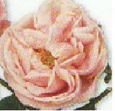 7 MLSitno karmínově růžová s bílým středem