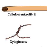 Zesíťující glykany - hemicelulózy Tvoří společnou síť s celulózou, provazují mezi sebou mikrofibrily a