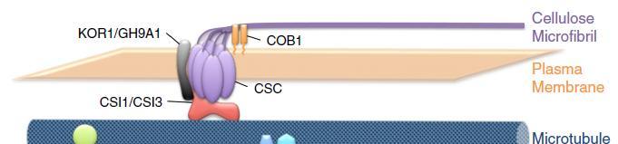 Terminální komplexy obsahují další enzymy nutné pro syntézu buněčné stěny (mobilní továrny na buněčnou stěnu) CSI: (cellulose synthase interacting protein 1): zprostředkovává interakci s mikrotubuly