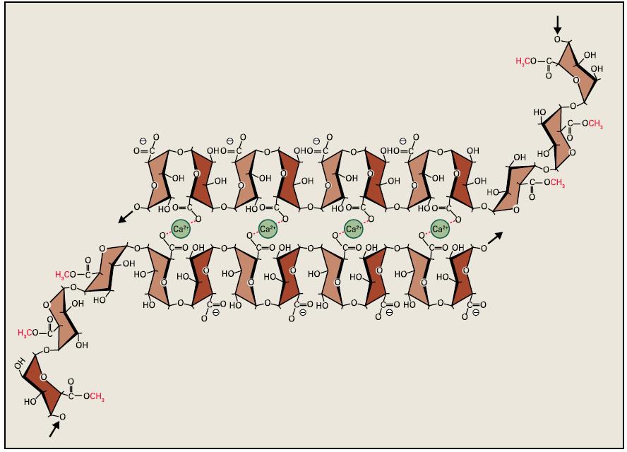 Pektiny vytvářejí v buněčné stěně prostorové sítě Demetylace karboxylových skupin umožňuje tvorbu Ca 2+ můstků,