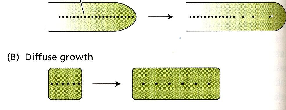 Růst buněčné stěny Nutnost růstu buněčné stěny s růstem celé buňky Růst buněčné stěny spojen se syntézou složek