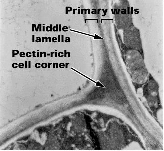 Struktura buněčné stěny