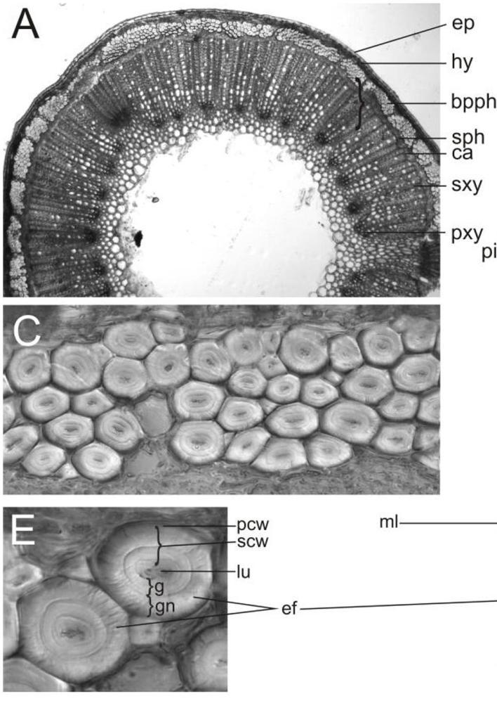 Sklerenchym Tvořen sklerenchymatickými buňkami nebo vlákny (přadné rostliny např. len).