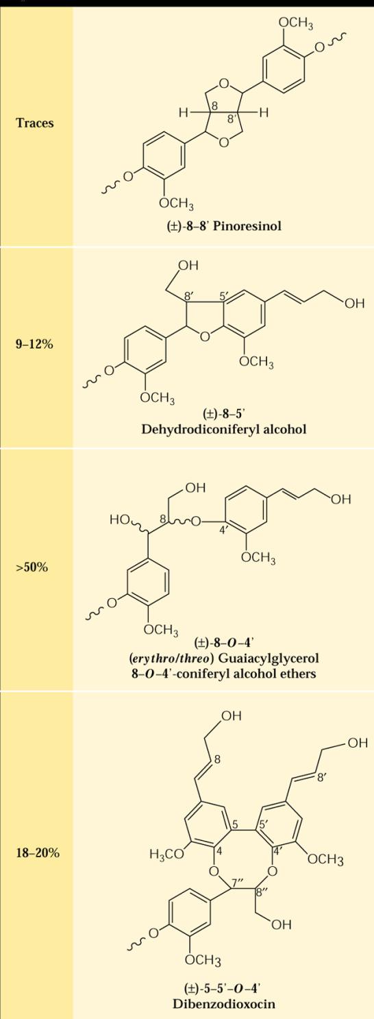 Polymerace monolignolů Syntéza ligninu -dirigent proteiny Dirigent proteiny: zajišťují prostorovou orientaci dvou molekul radikálů monolignolů při jejich