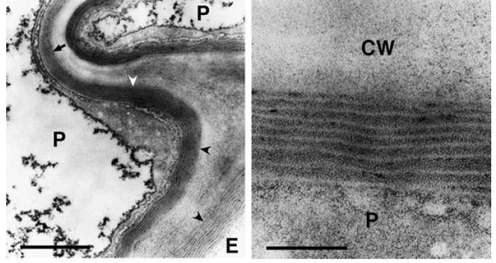 Suberin Suberin vytváří lamelovité struktury mezi buněčnou stěnou a plazmatickou membránou.
