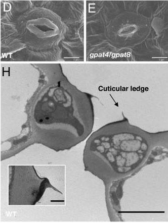 Kutin se ukládá v pokožkových buňkách nadzemní části rostliny: -na povrch buněčných stěn (kutikula, též typická přítomnost vosků) -do vnějších vrstev stěny. Kutin Kombinován s vosky.