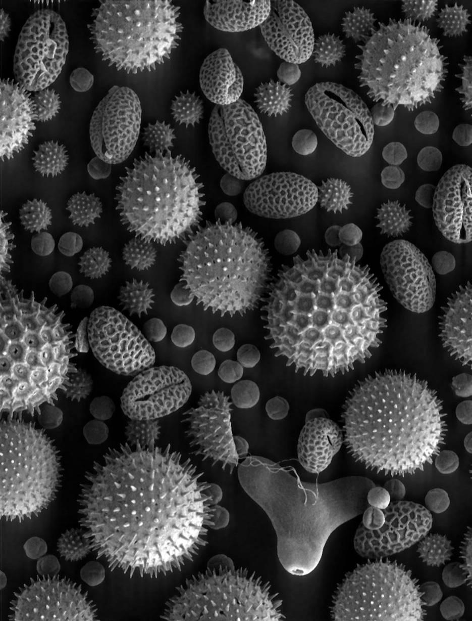 Sporopoleniny obal pylových zrn Exina: buněčná stěna zralého pylu složená ze sporopoleninů Sporopoleniny: polymery