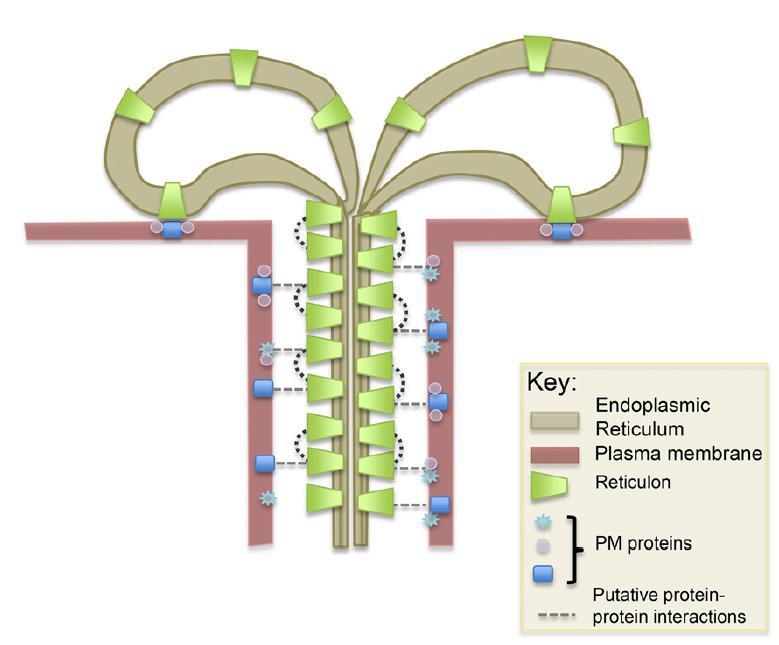 Plasmodesmy - struktura Plazmatická membrána v PD má zvýšený obsah sterolů a sfingolipidů s velmi dlouhými saturovanými mastnými kyselinami složení