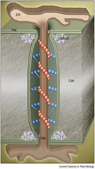 Plasmodesmy - struktura Kalóza v krčku buněčné