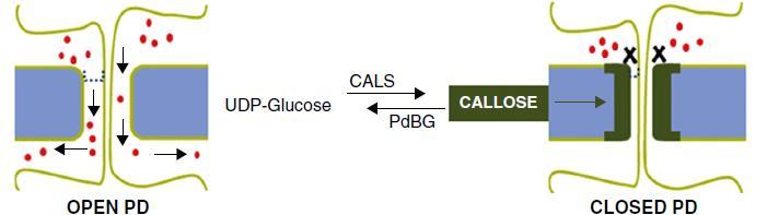 kalózy v přilehlé buněčné stěně (CLAS, callose