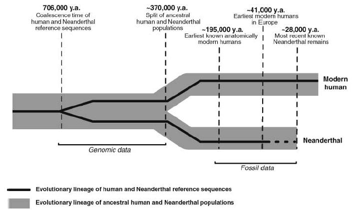 7) Analýza jaderných sekvencí a sekvencování genomu Neandrtálce na počátku 21.