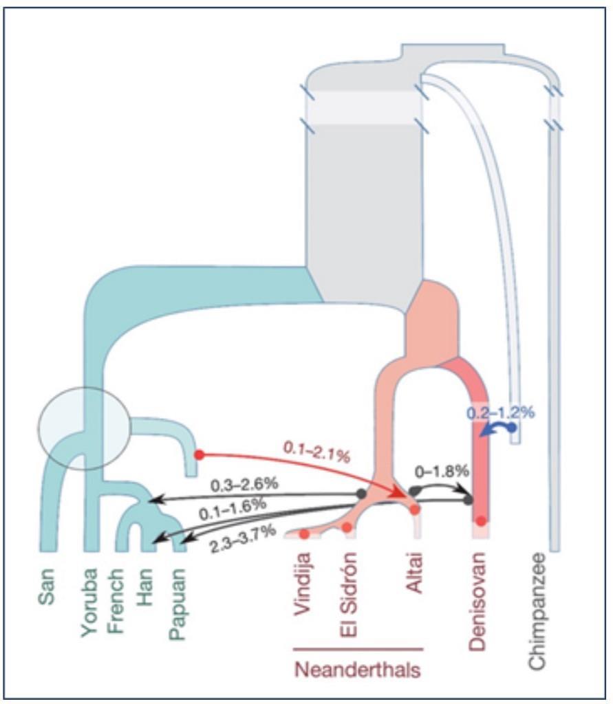 důkaz, že genový tok probíhal i opačným směrem do populací Neandrtálců tento příspěvek však není u evropských Neandrtálců (srovnání chromozomu č.