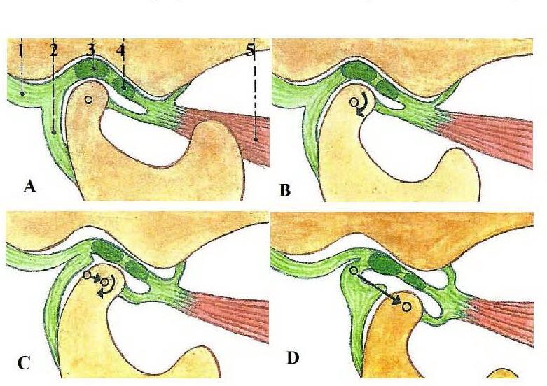 Interkuspidální poloha Interkuspidální okluze je vztah horní a dolní žvýkací plochy obou čelistí, kdy se sebe vzájemně dotýkají.