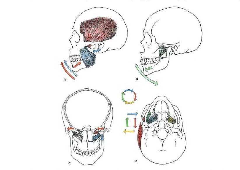 Obrázek 4: Působení žvýkacích svalů na pohyby dolní čelisti (Čihák, 2001, str.