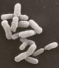 na ChoX protein - Sinorhizobium meliloti