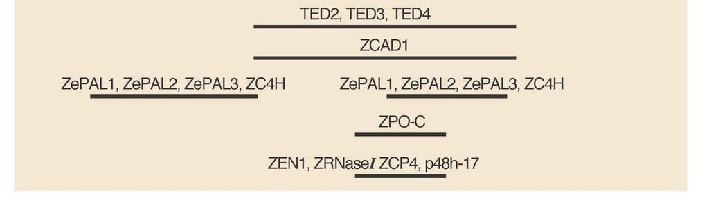 analýzy Exprese genů zapojených v reakcích k poškození (PI - Proteázové inhibitory) (RP Ribozomální proteiny) (EF