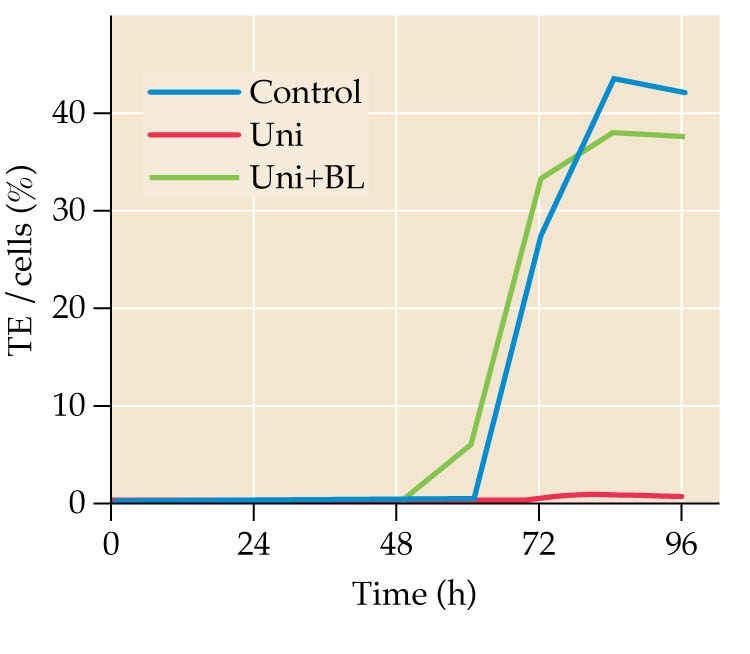 16 Brassinosteroidy aplikace uniconazolu (inhibitor syntézy brassinosteroidů) vede k blokádě diferenciace tracheid a redukci