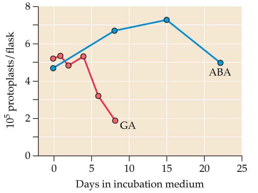 19 Aleuronové buňky zůstávají živé až do klíčení a do doby, než jsou všechny rezervy z endospermu mobilizovány Konec klíčení změny v aleuronu: - vakuolizace Rostlinné hormony ABA a GA regulují PCD