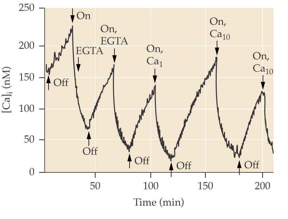 22 Buňky procházející hypoxií ukazují zvýšenou hladinu Ca 2+ v cytozolu.