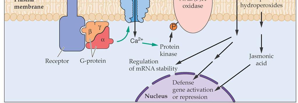 Peroxid vodíku indukuje transkripci genů, kódujících antioxidační proteiny Snížení rizika buněčné smrti