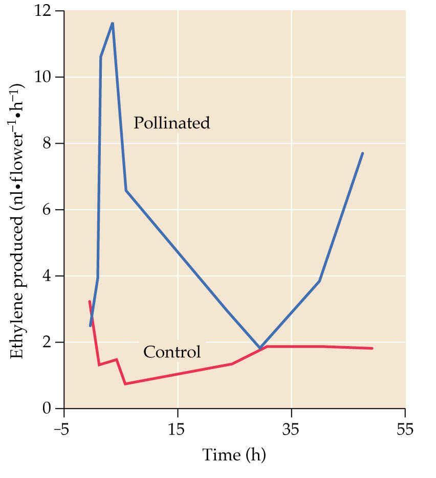 3 [Etylén] senescence listů senescence petals po opylení senescence
