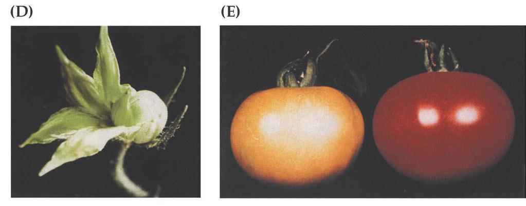 Mutant rajčete never ripe necitlivý k etylénu Opožděná senescence plodů i květů