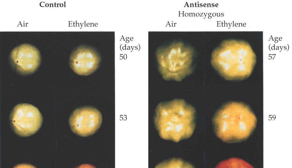 geny zapojené v biosyntéze etylénu => tvorba